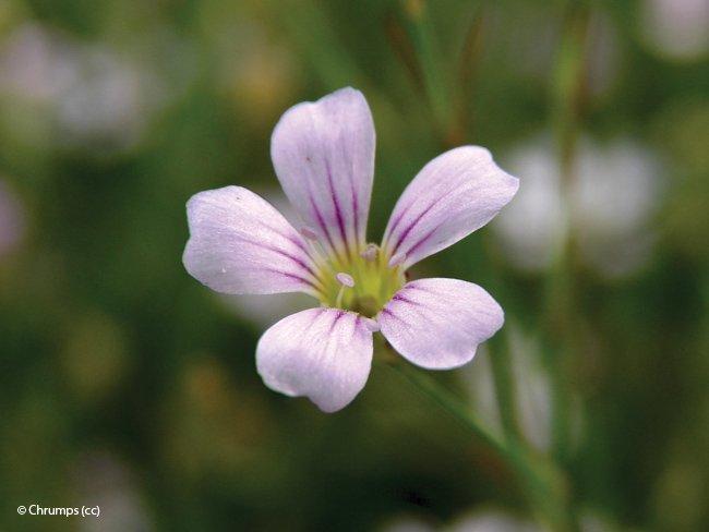 Petrorhagia saxifraga