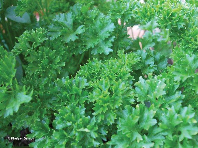 Petroselinum sativum