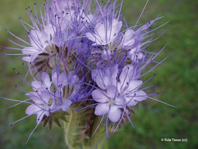 Phacelia tanacetifolia