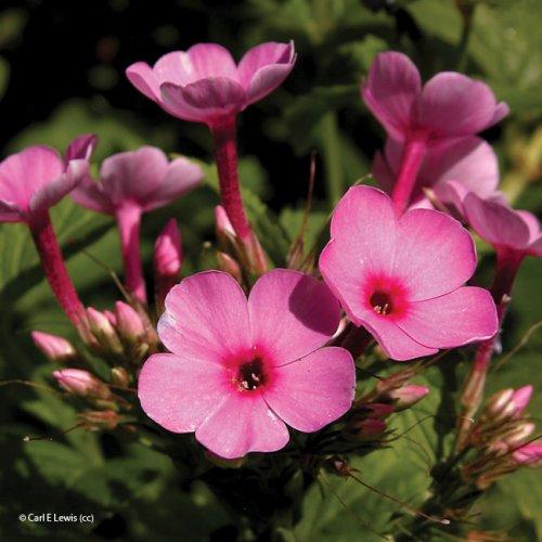 Phlox paniculata