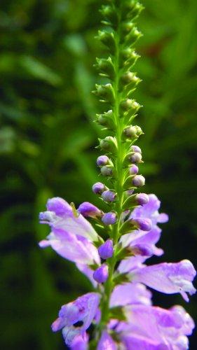 Physostegia virginiana