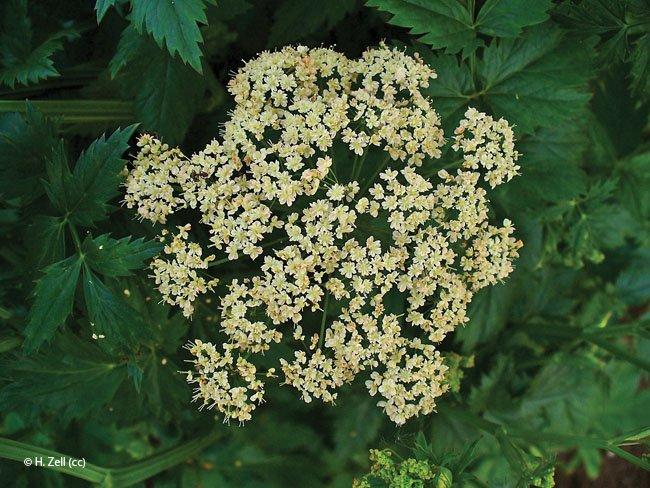 Pimpinella major