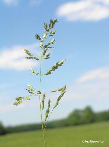 Poa pratensis