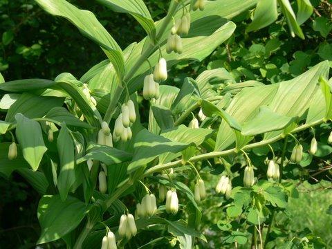 Polygonatum multiflorum