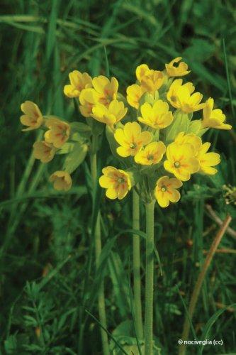 Primula veris, Primula officinalis