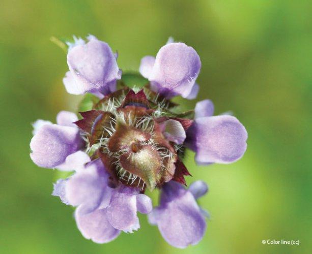 Prunella vulgaris