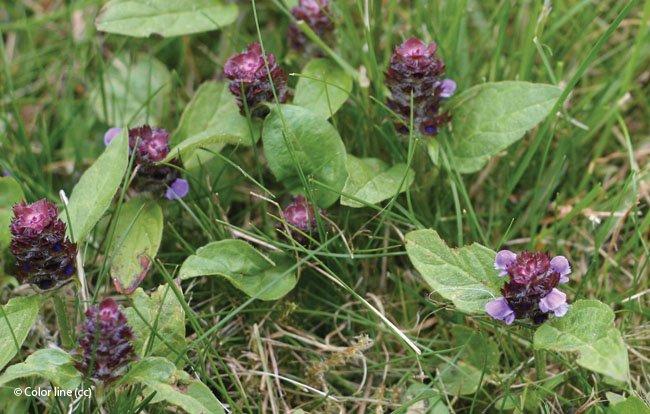 Prunella vulgaris