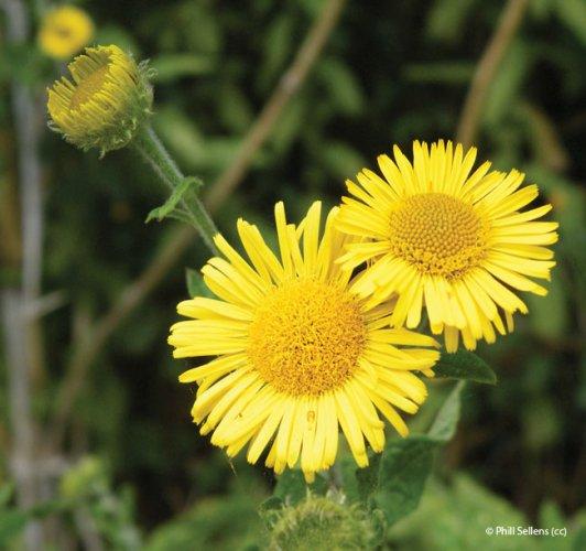 pulicaria dysenterica