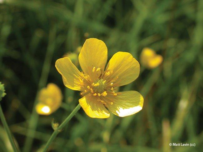Ranunculus acris