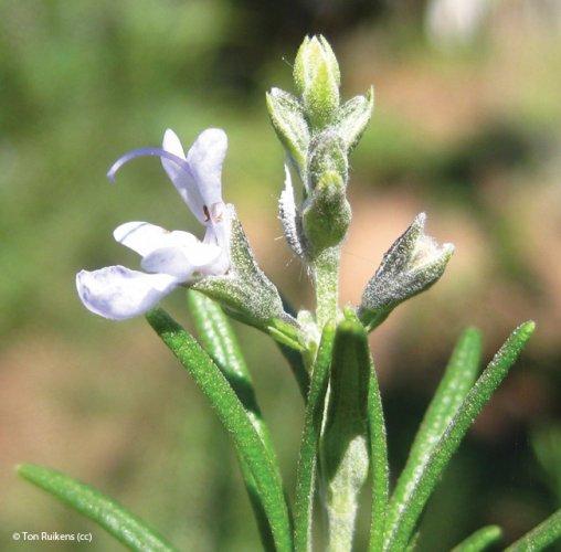 Rosmarinus officinalis