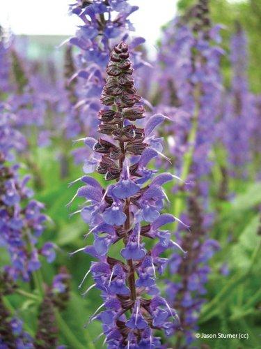 Salvia nemorosa