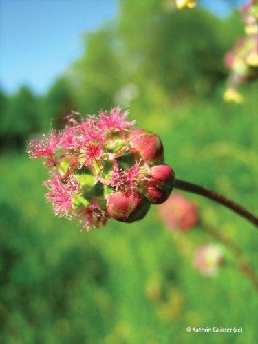 sanguisorba minor-