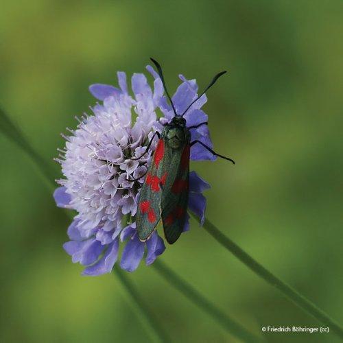 Scabiosa columbaria