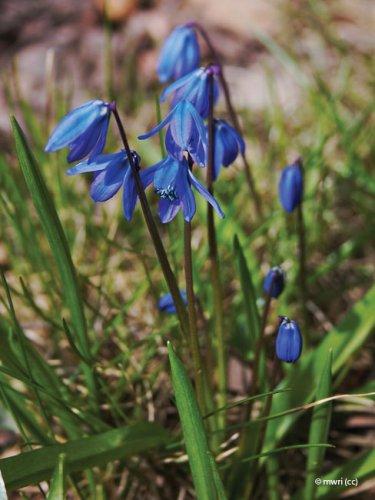 Scilla siberica