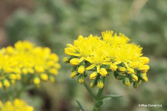 Sedum reflexum