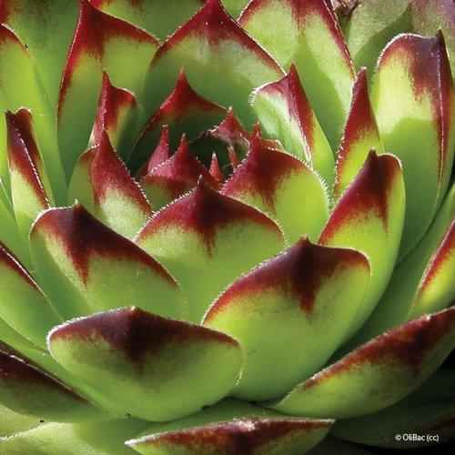 Sempervivum tectorum
