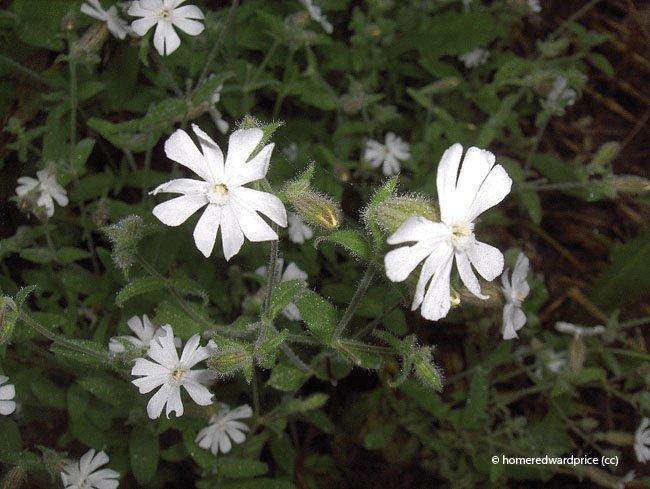 Silene noctiflora