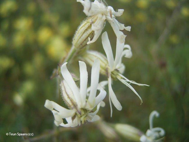 Silene nutans