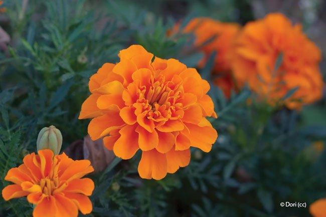 Tagetes patula