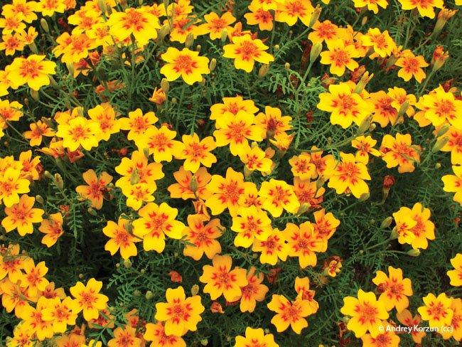 Tagetes tenuifolia