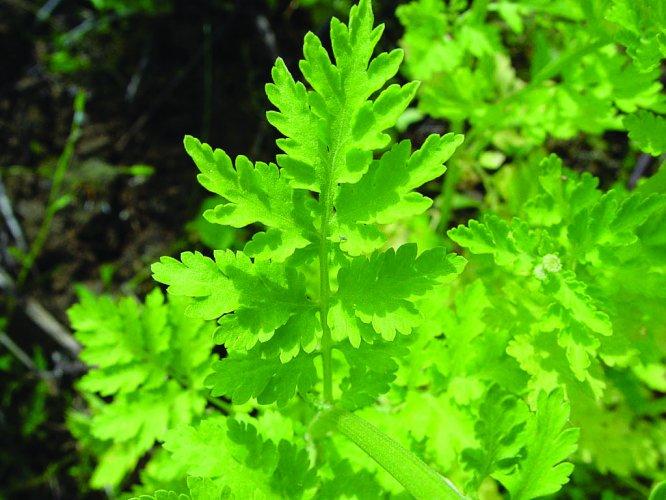 Tanacetum parthenium