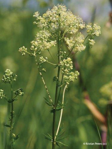 Thalictrum flavum