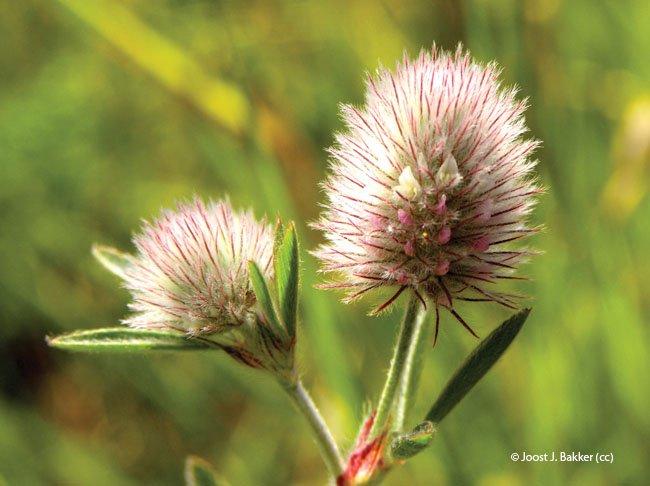 Trifolium arvense
