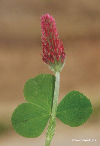 Trifolium incarnatum