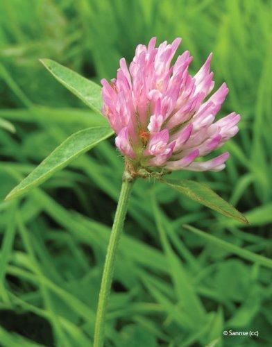 Trifolium pratense