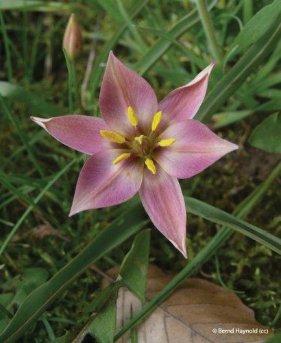 Tulipa aucheriana