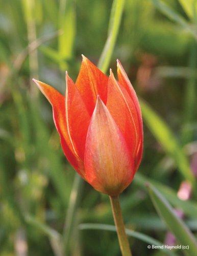 Tulipa orphanidea