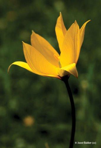 Tulipa sylvestris