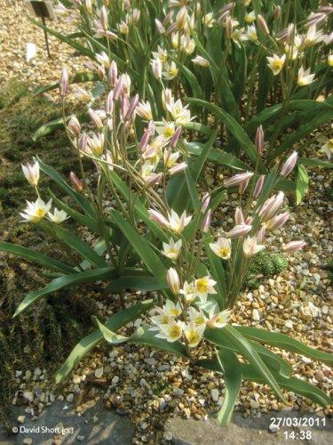 Tulipa turkestanica