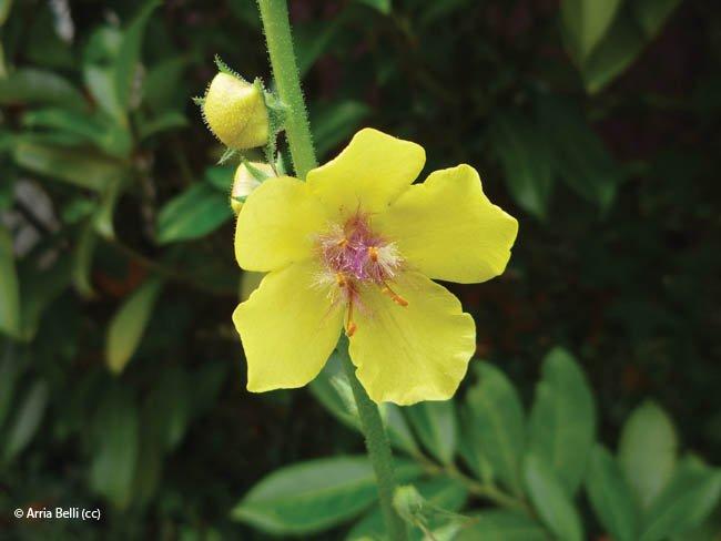 Verbascum blattaria