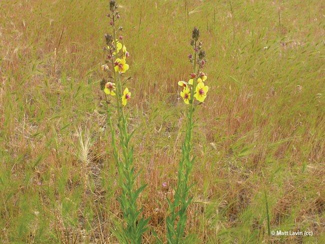 Verbascum blattaria
