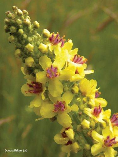 Verbascum nigrum