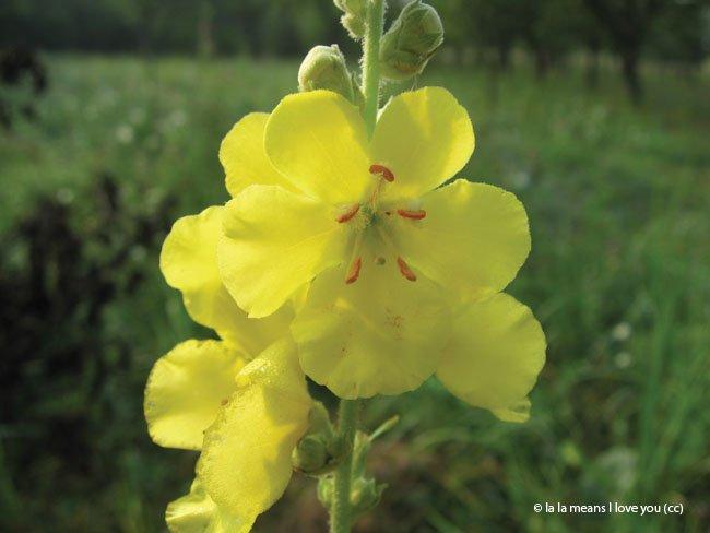 Verbascum phlomoides