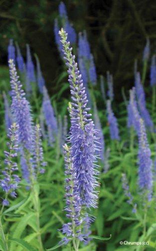 Veronica longifolia