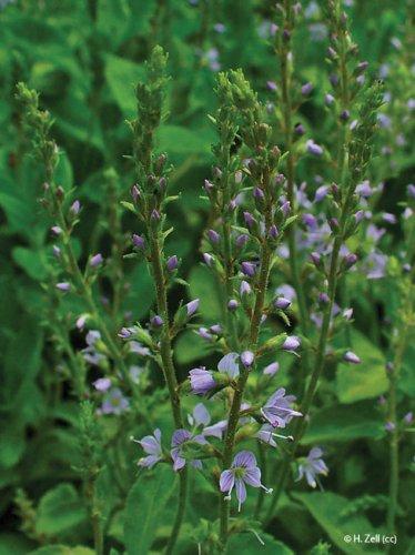 Veronica officinalis