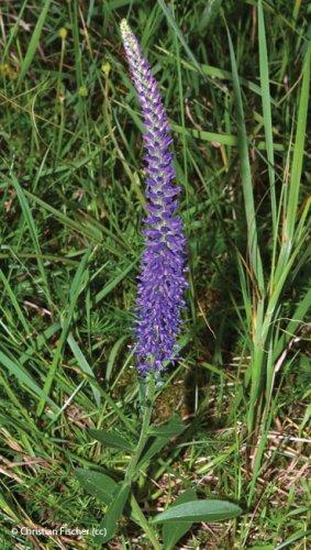 Veronica spicata