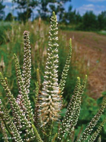 Veronicastrum virginicum