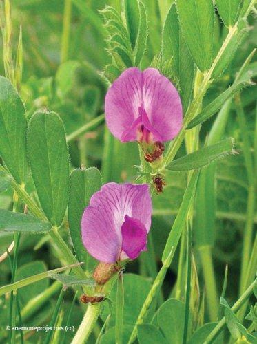 Vicia sativa