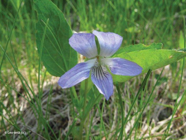 Viola canina
