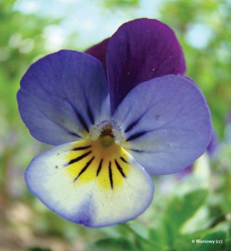 Viola tricolor