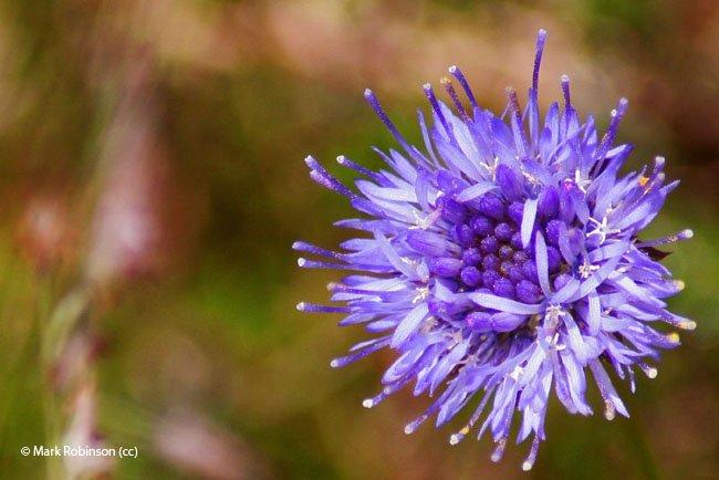 Jasione montana