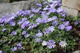 Anemone blanda