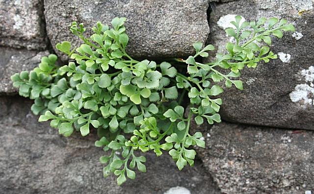Asplenium ruta-muraria