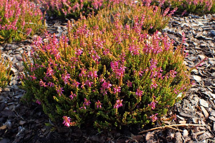 Calluna vulgaris