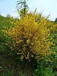 Cytisus scoparius