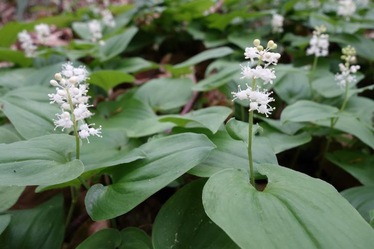 Maianthemum bifolium